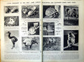Old Concert National Gallery Zoo Tortoise Puma 1922 DamagedPages 20th
