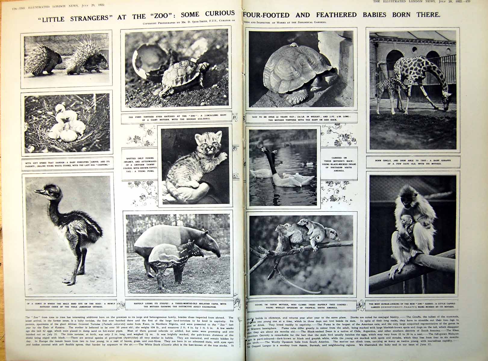 Old Concert National Gallery Zoo Tortoise Puma 1922 DamagedPages 20th