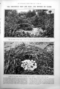 Old Print Crocodiles Nest Eggs St Patrick Irish Monastery Unearthed 1922 20th