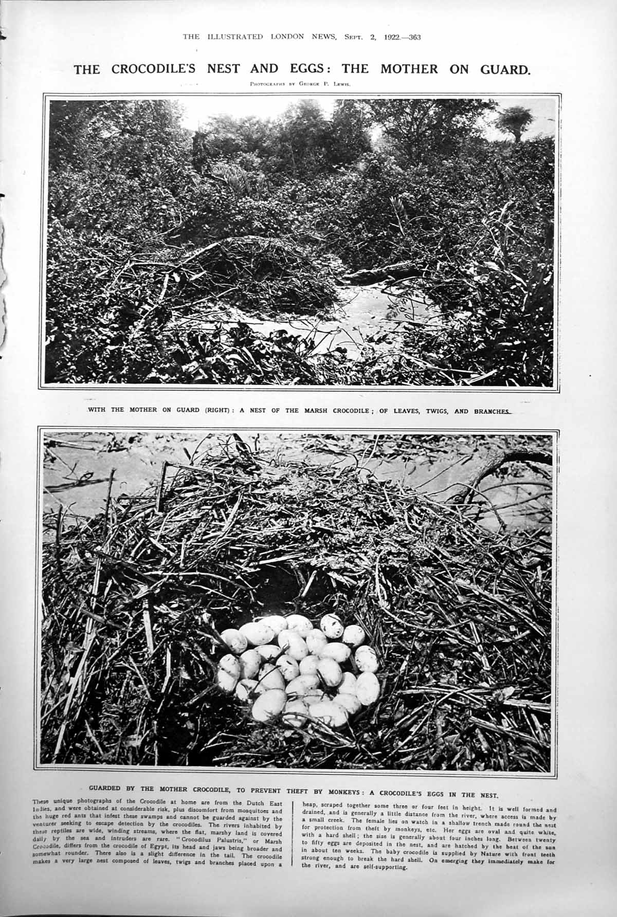 Old Print Crocodiles Nest Eggs St Patrick Irish Monastery Unearthed 1922 20th