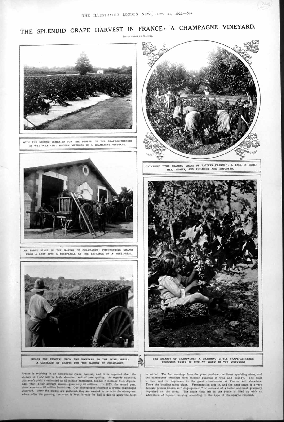 Old Grape Harvest France Champagne Vineyard Laura Cowie Theatre 1922 20th
