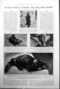 Old Print Duck Billed Platypus New York Zoo Fur Trimmed Velour Coat 1922 20th