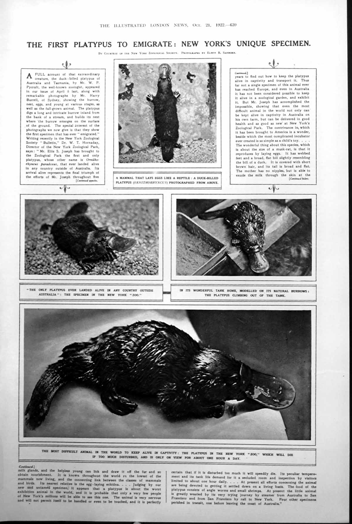 Old Print Duck Billed Platypus New York Zoo Fur Trimmed Velour Coat 1922 20th