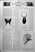 Old Ar Wallace Discoveries Beetle Butterfly Aldous Huxley Magpie 1923 0 20th