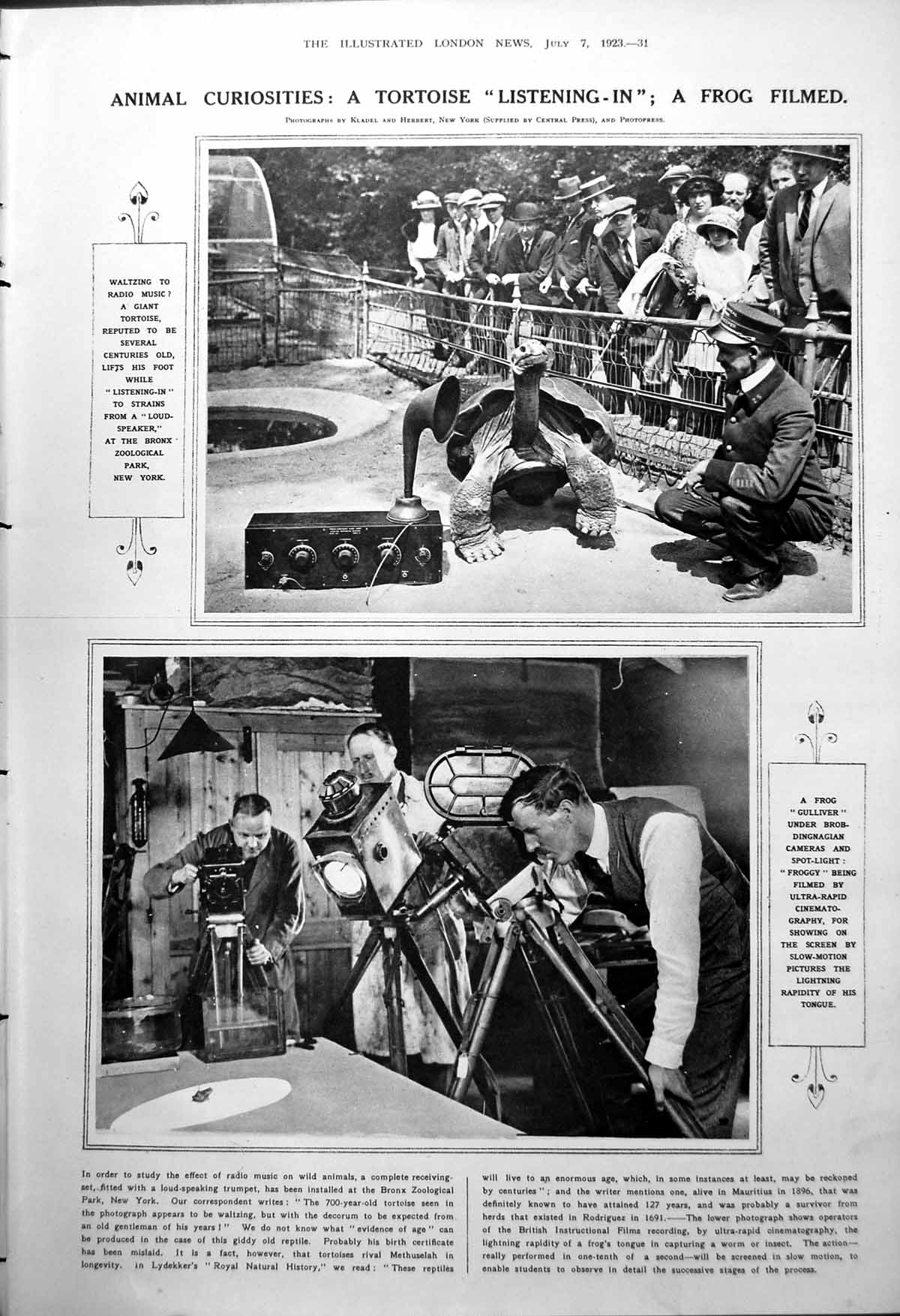 Old Tortoise Listening Radio Frog Filmed June Actress J Drinkwater 1923 0 20th