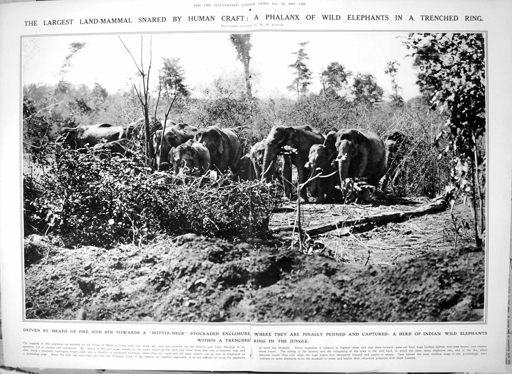 Old Print Wild Elephants Trapped India Stockaded Enclosure Kheddar 1923 20th