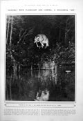 Old Hunting Camera Flashlight Doe Beavers Working On Their Dam 1923 20th