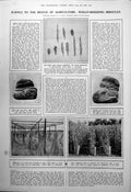 Old Print Wheat-Breeding Miracles Science Rescues Agriculture Breads 1923 20th