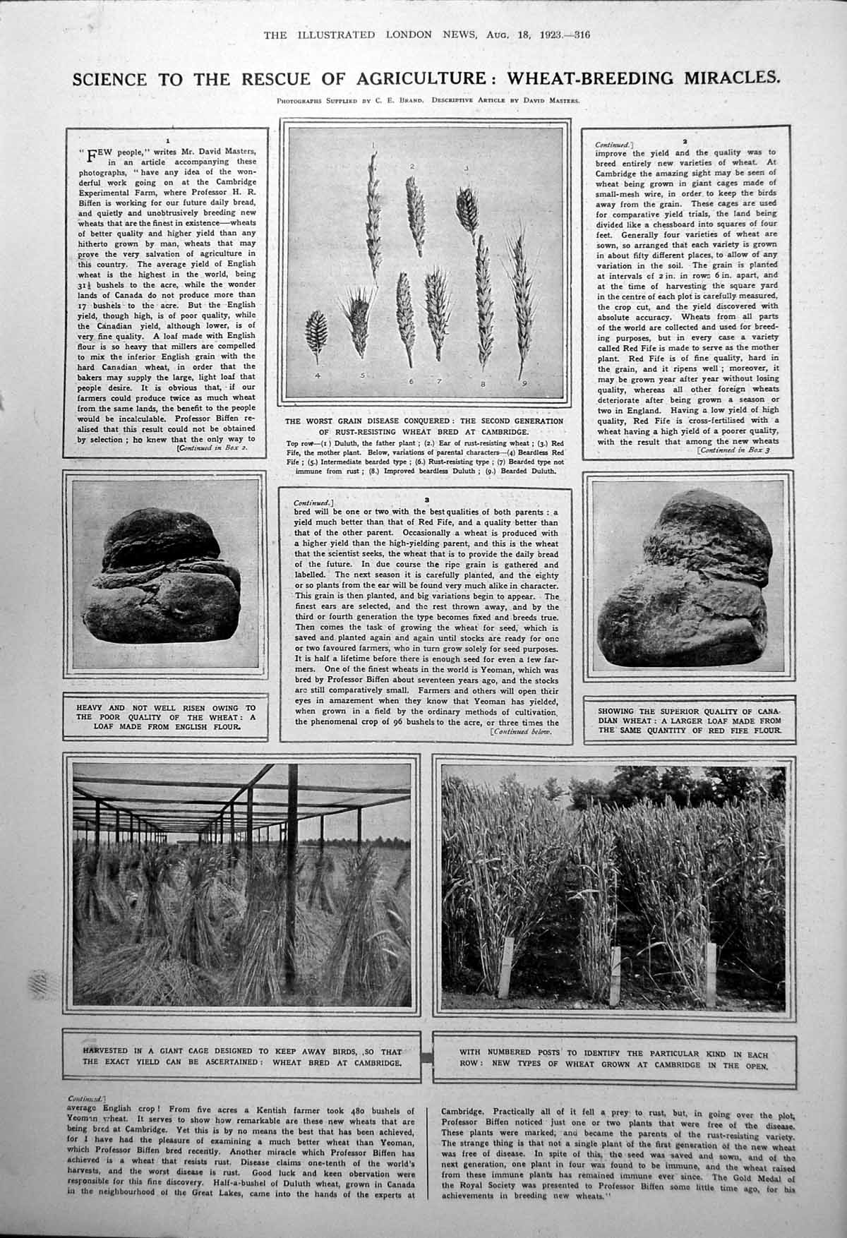 Old Print Wheat-Breeding Miracles Science Rescues Agriculture Breads 1923 20th