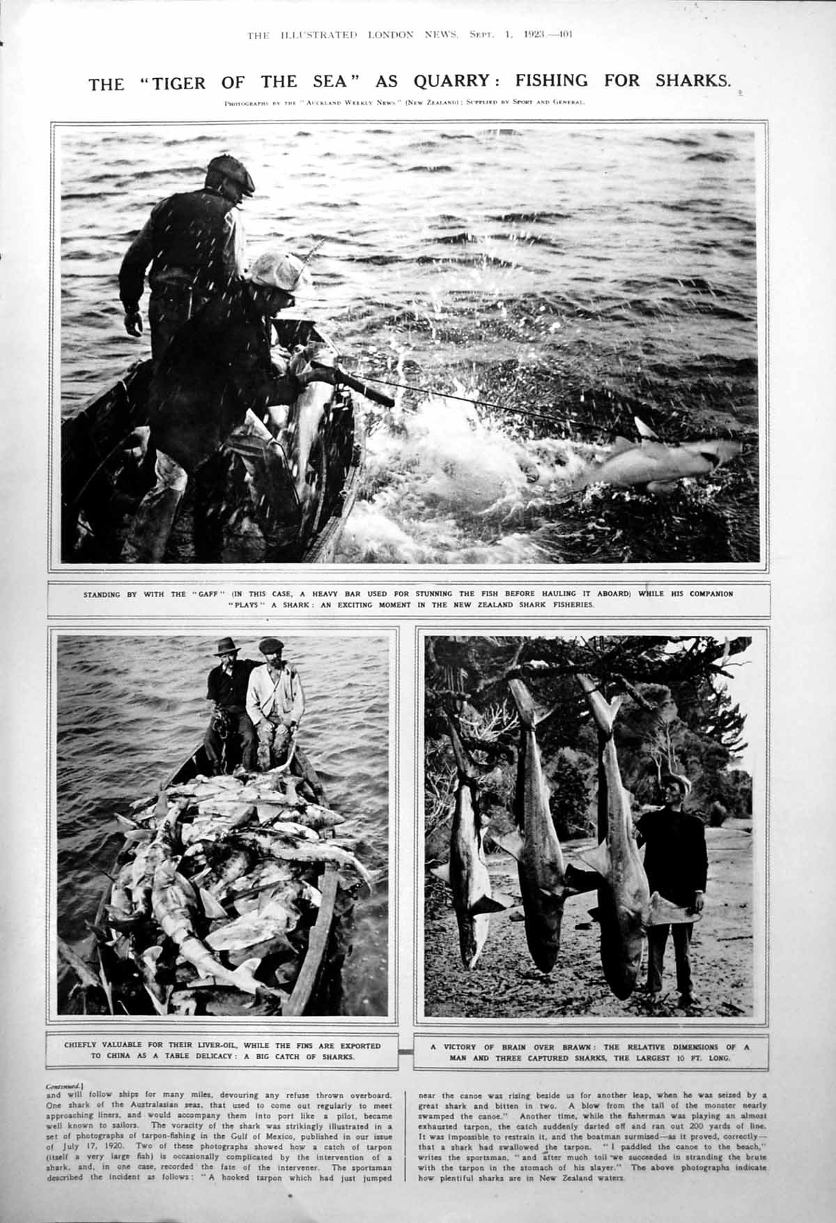 Old Fishing For Sharks Bison Stampede Yellowstone National Park 1923 20th