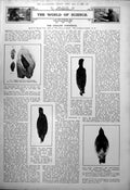 Old Print English Partridge Sexing From Wing Coverts French Bearded 1923 20th