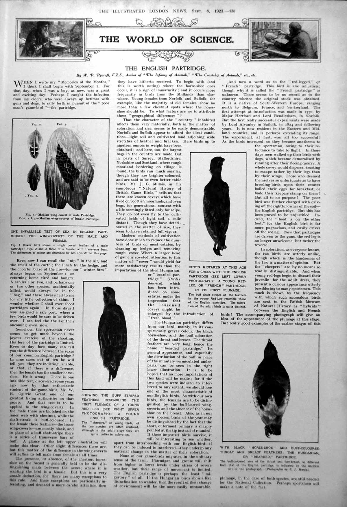 Old Print English Partridge Sexing From Wing Coverts French Bearded 1923 20th