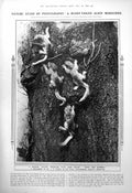 Old Print Young Grey Squirrels Progress Huge Air Hangar Orly France 1923 20th