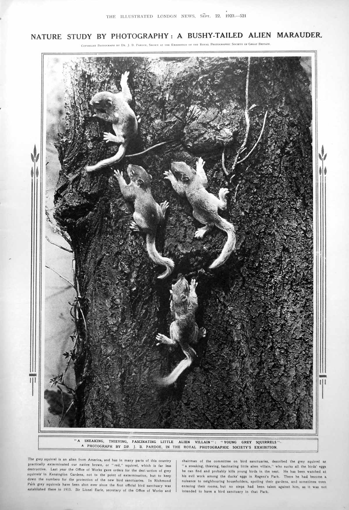 Old Print Young Grey Squirrels Progress Huge Air Hangar Orly France 1923 20th