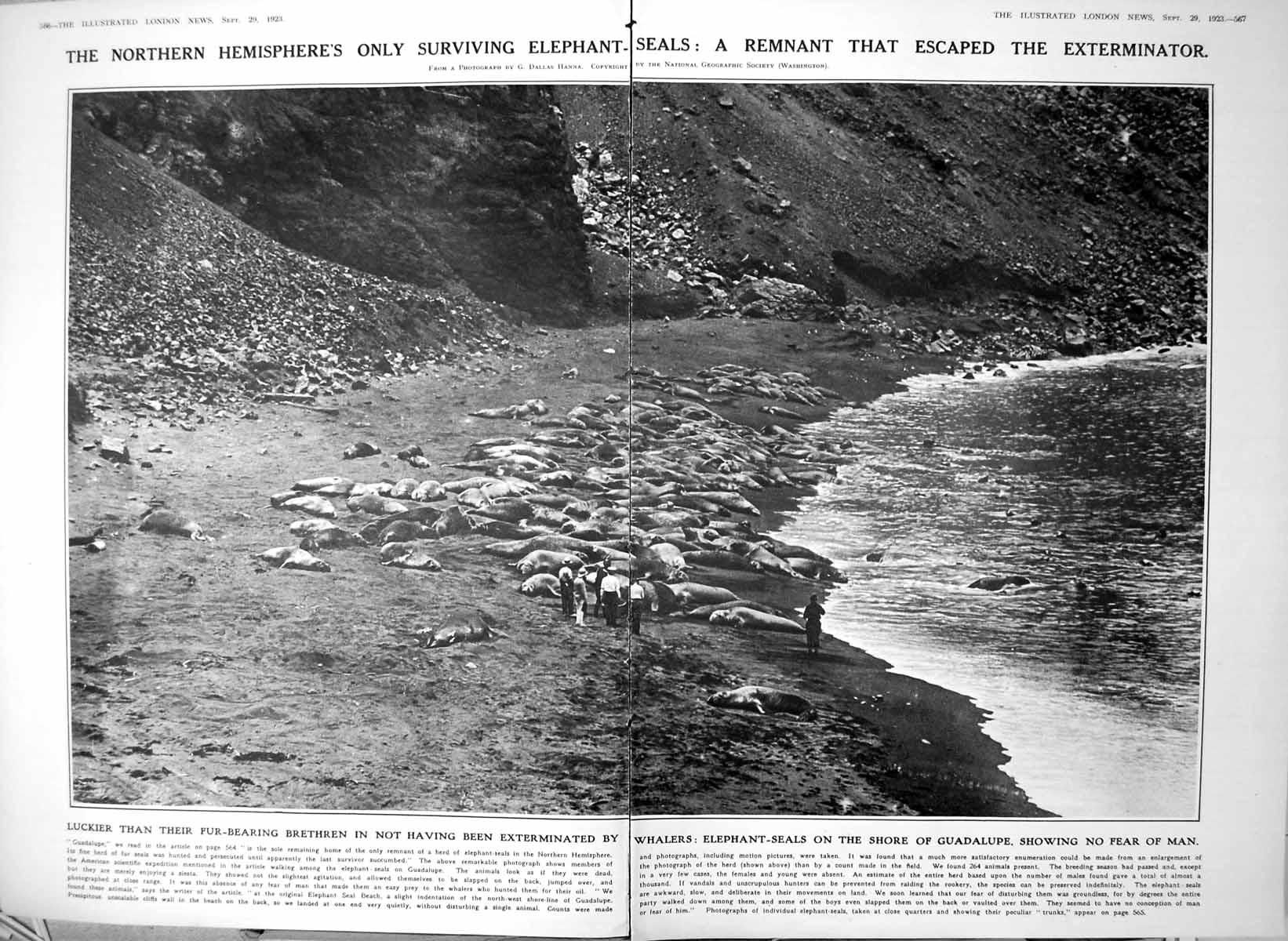 Antique Old Print Damaged Elephant Seals Guadalupe Unafraid Man Beach 1923