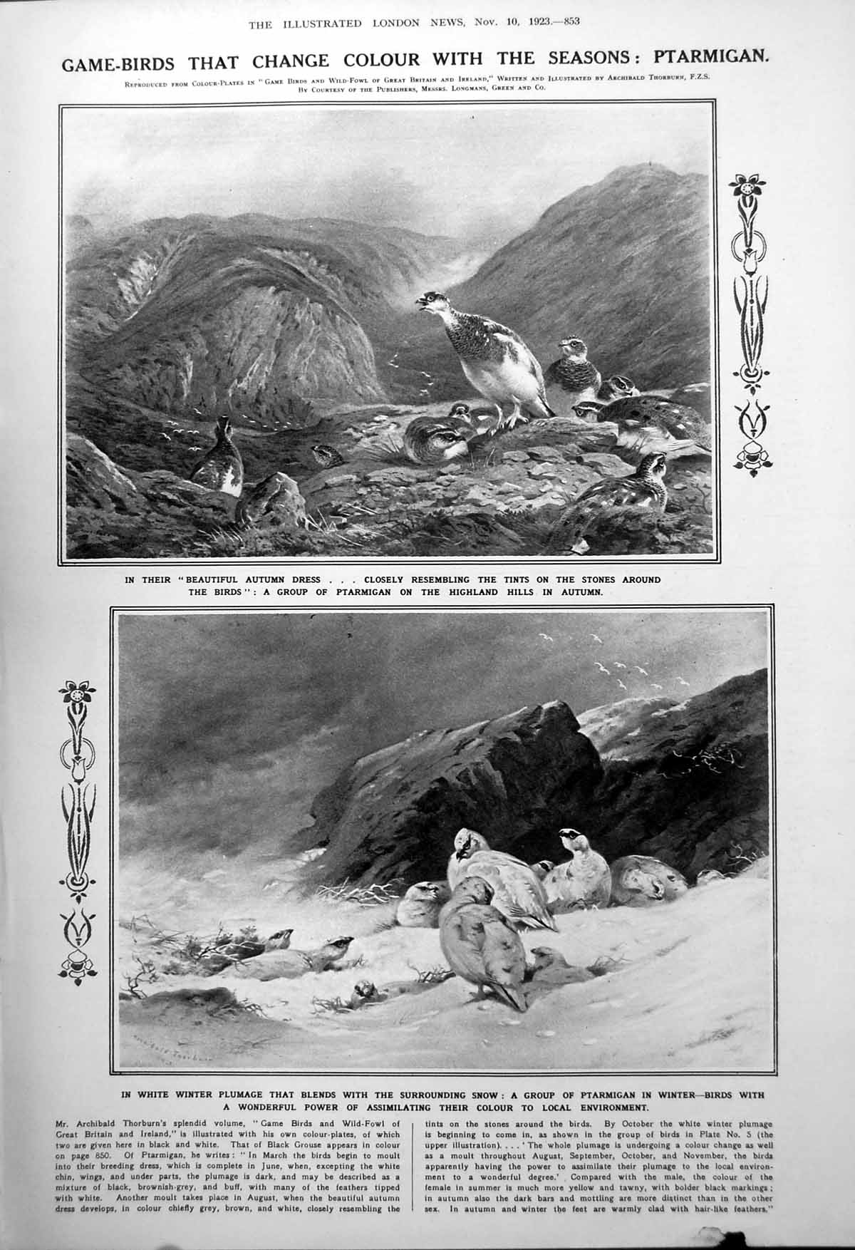 Antique Print Game-Birds Changing Colour Ptarmigan Egg Eating Snakes 1923 20th