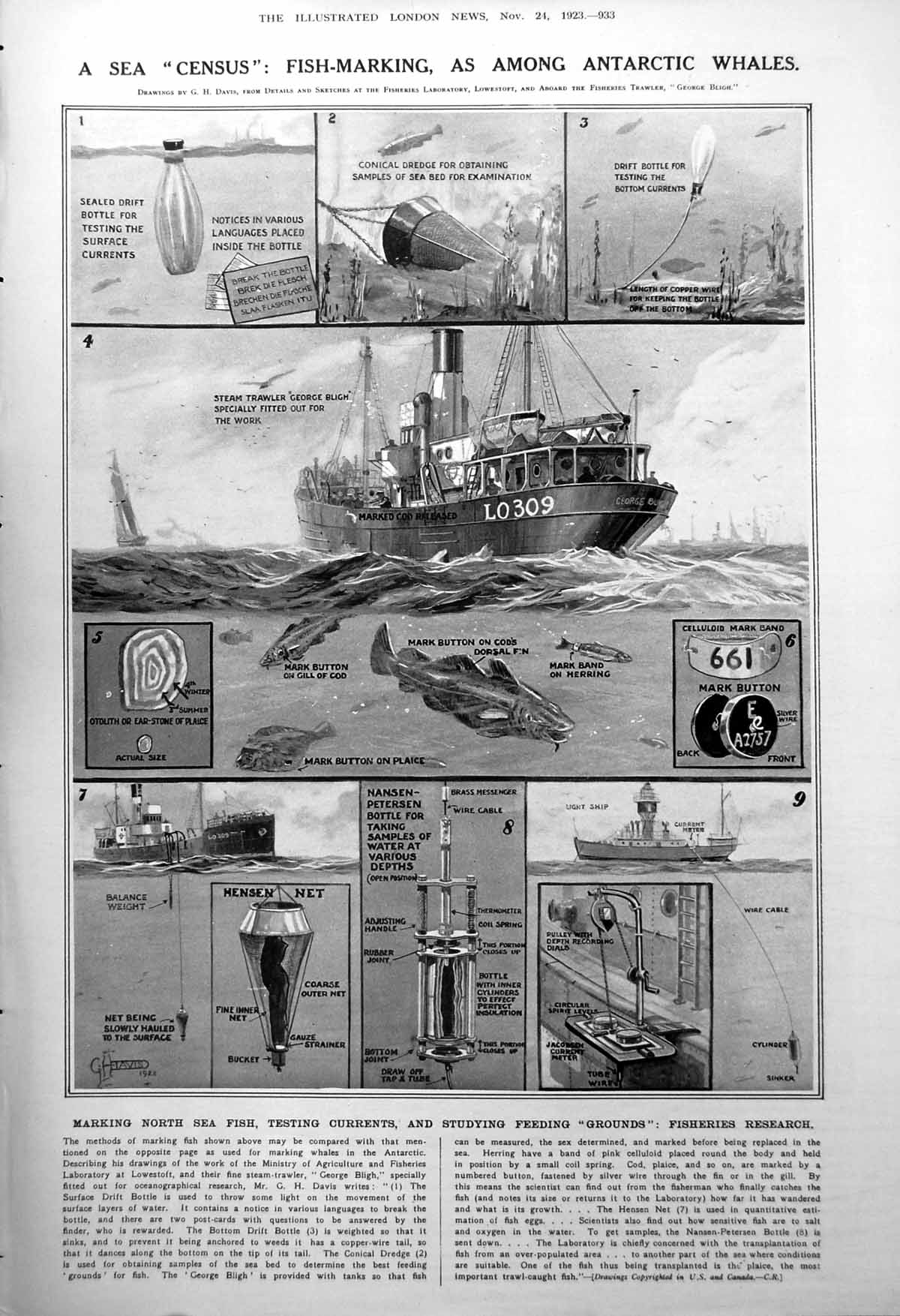 Antique Old Print Sea Census Fish Marking Sampling Dinosaur Isle Wight 1923