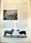 Antique Old Print Mop Stratford On Avon Kennel Club Show Crystal Palace 1902