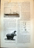 Old Print Hms Good Hope Convey Mr Chamberlain S Africa Hippopotamus 1902 20th