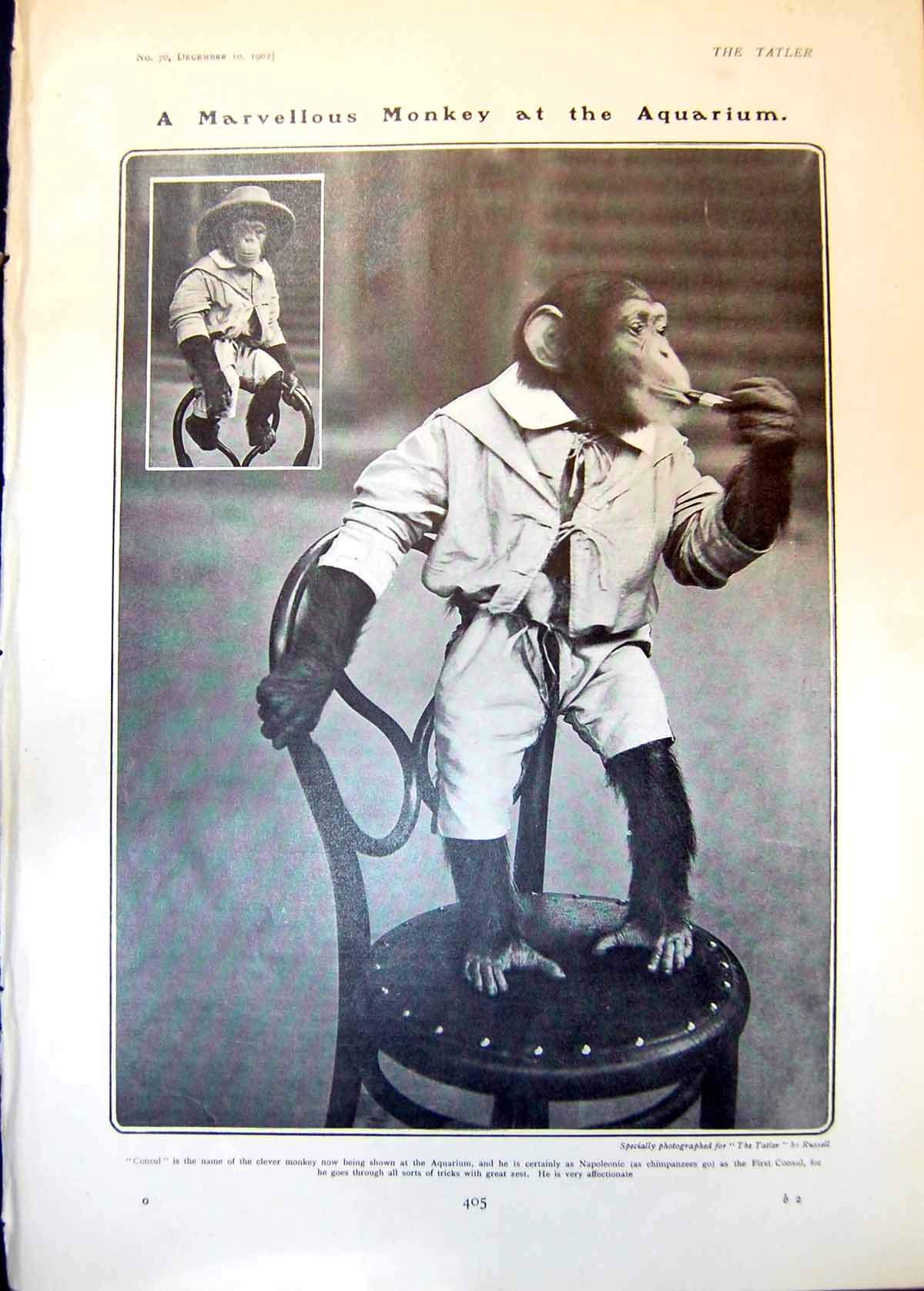 Old Consul Clever Monkey Aquarium New Gibbon Published Methuens 1902 20th