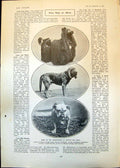 Old Prizewinners Crufts Dog Show Herth Rug Confidence Golf Desert 190 20th