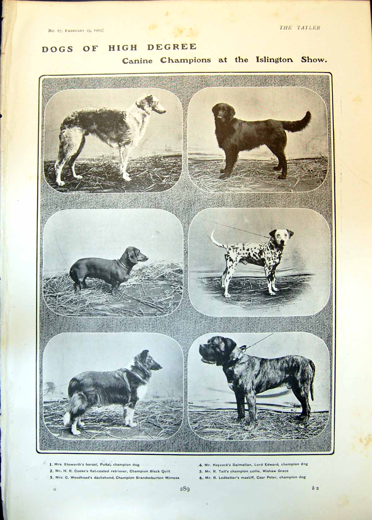Old Print Dogs Islington Show Flood Glasgow Bluejackets Lammy Suits 1903 20th