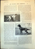 Old Print Pointer Skye Bromfield Gordon Setter Burning Marsouin Boat 1903 20th