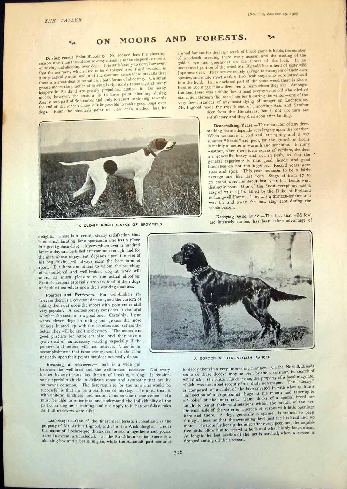 Old Print Pointer Skye Bromfield Gordon Setter Burning Marsouin Boat 1903 20th