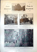 Old Tree England Yew Selborne Mrs Arthur Henniker Countess Kilmorey19 20th