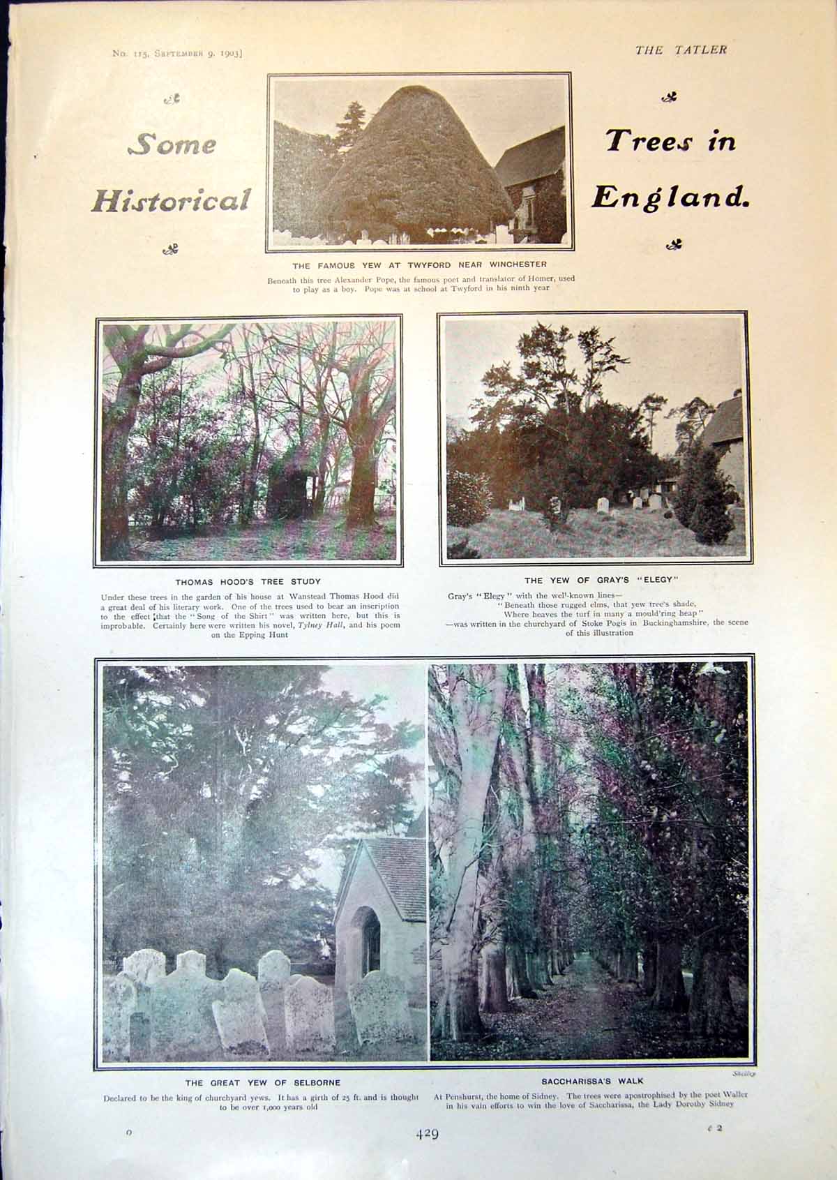 Old Tree England Yew Selborne Mrs Arthur Henniker Countess Kilmorey19 20th
