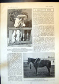 Antique Print Edna May Salsomaggiore Major War Horse Pons Asinorum Logic190