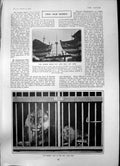 Antique Old Print Ships Dukes Wellington Marlborough Lion Zoo Pheasants 1903