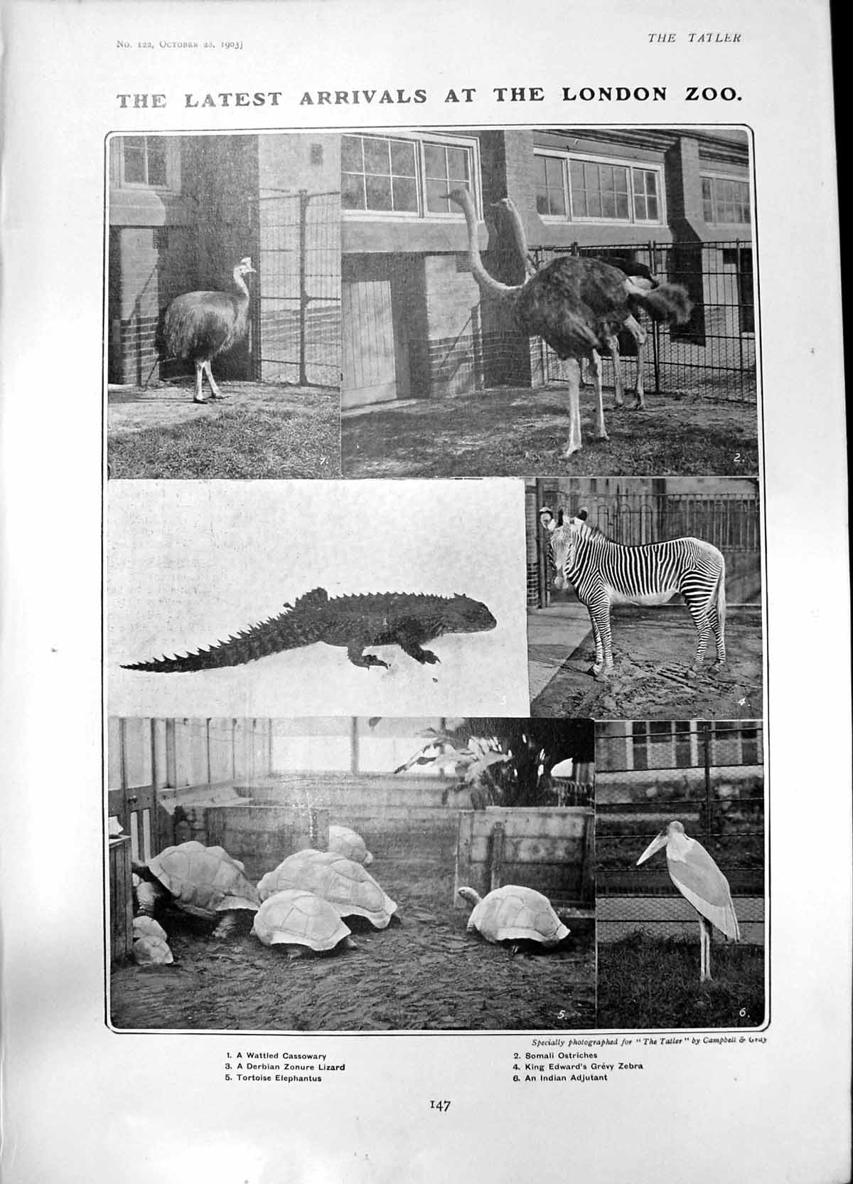 Old Zoo Lizard Tortoise Ostrich Zebra Duchess Dantzic Evie Green 1903 20th