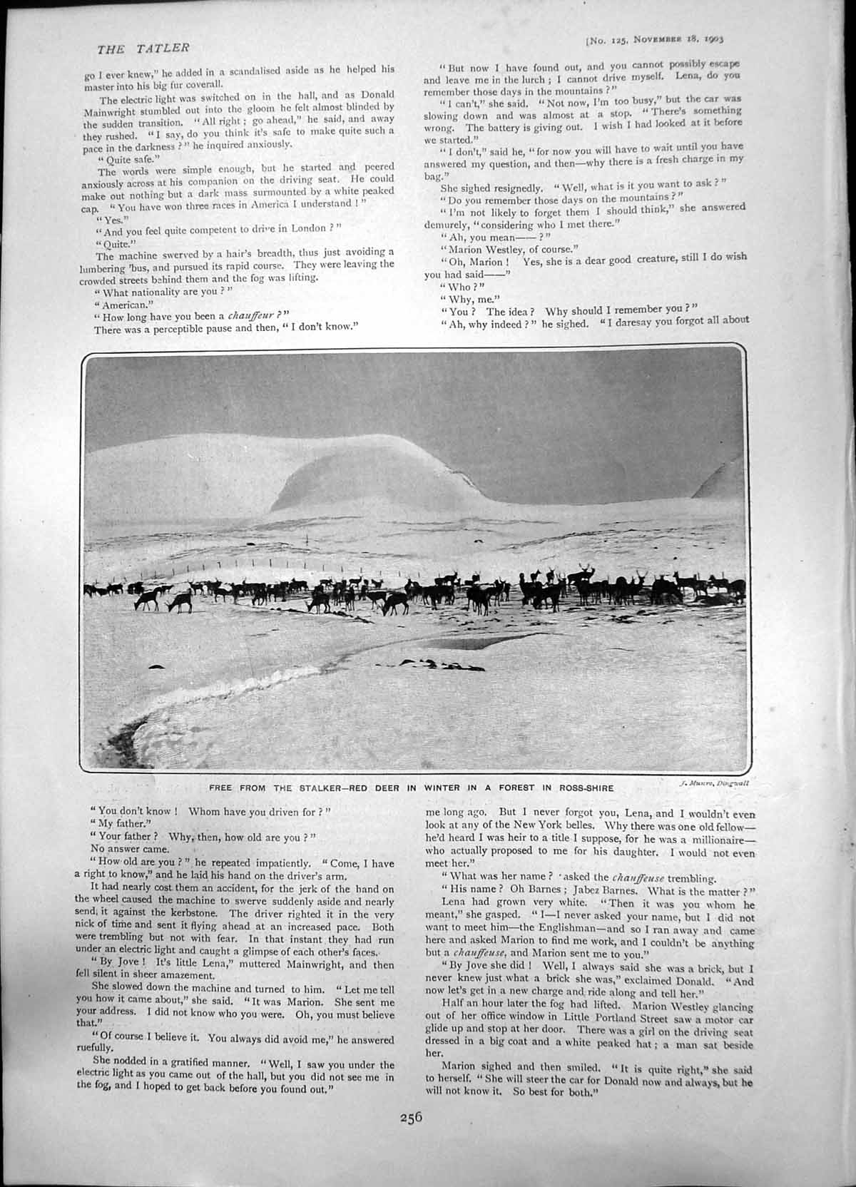 Antique Old Print Free From Stalker Red Deer In Winter Forest Ross Shire 1903
