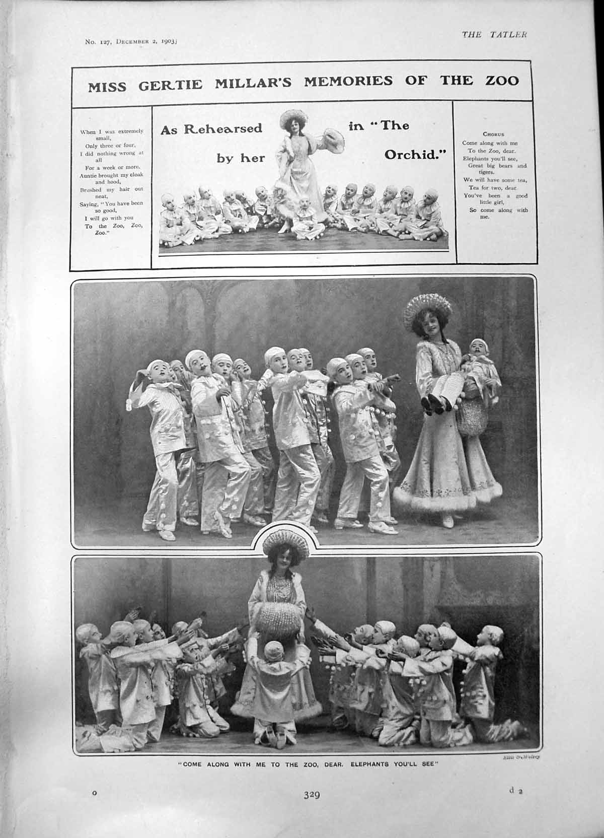 Original Old Antique Print Gertie Millars Memories Zoo Rehearsed Orchid 1903