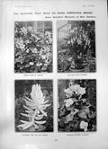 Antique Old Print Flowers Christmas Kew Gardens Begonia Senecio Cyclamen 1903