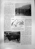 Old Turkish Gipsies R Hudsons Heifer Danesfield Patricia Smithfield