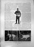 Antique Old Print Ahmed Madrali Portsmouth Dog Centenary Madame Tussauds 1903