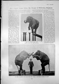 Old Captain Taylor Performing Elephants Blind Car Driver Mr Sharp 190 Victorian
