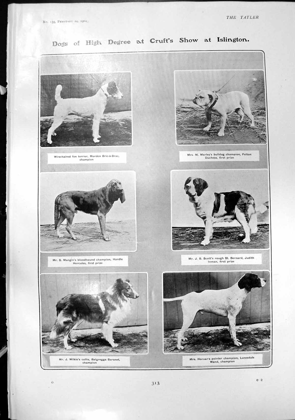 Antique Print Dogs Crufts Show Collie Pointer Terrier Lady Malcolm Dog 1904