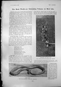 Antique Print Grass Snake Long Eared Owl Pipe Electric Coupe Brougham 1904 20th