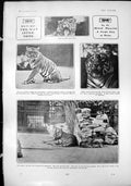 Antique Print Tigers Jungle King Home Lady Mary Pepys Recited Concert 1904 20th