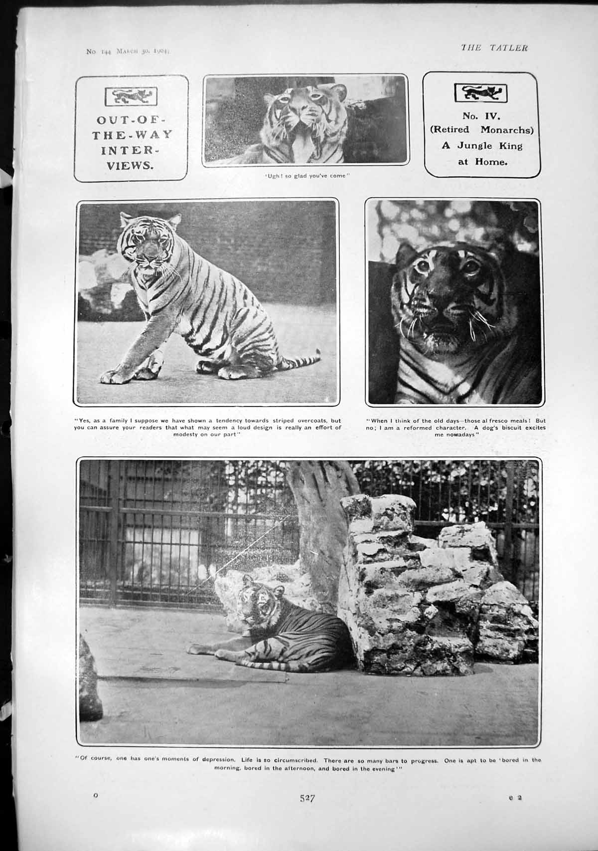 Antique Print Tigers Jungle King Home Lady Mary Pepys Recited Concert 1904 20th