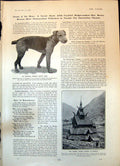 Old Print Airedale Terrier est Parish Church Norway Mr C B Fry Age 18 19 19th