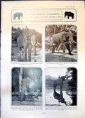 Old Print Hathi Elephant Lady Constance Knox Daughter Lord Ranfurly 1904 20th