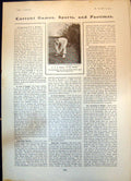 Original Old Antique Print E Sewell Cricketer In His Garden 1904 20th Century