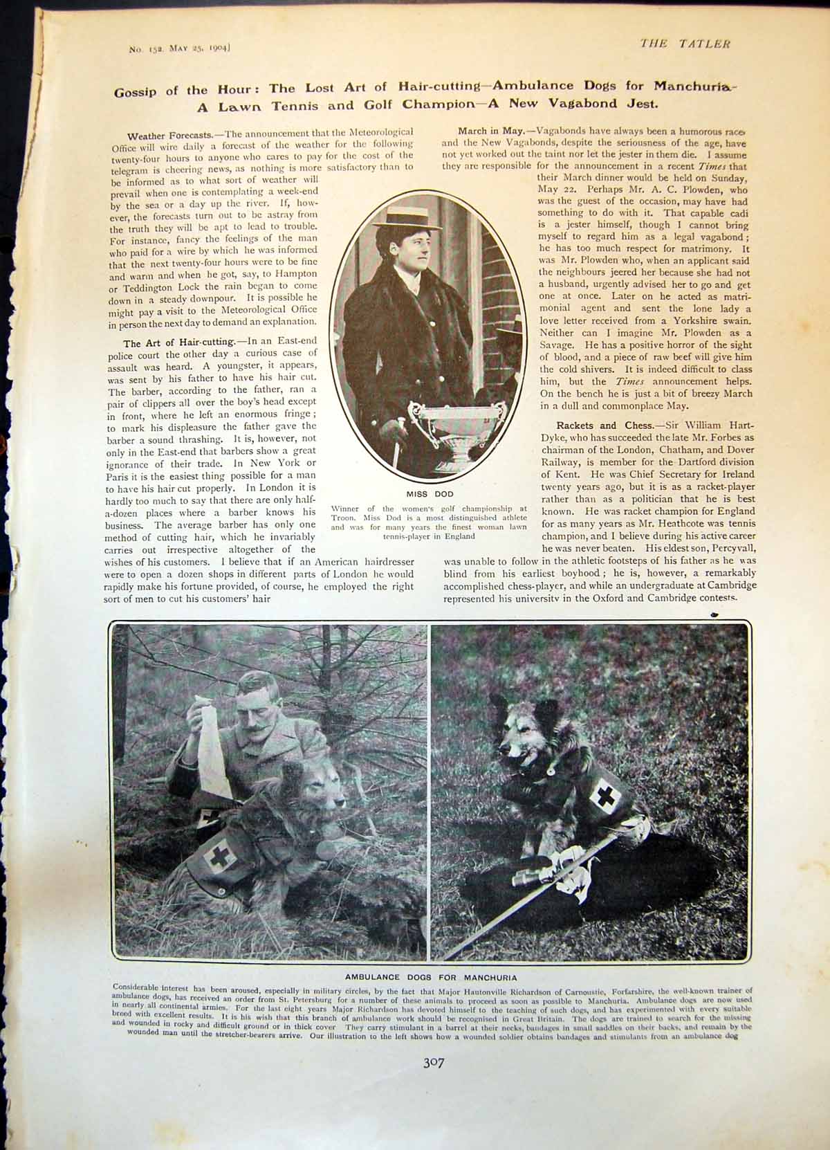 Old Antique Print Miss Dod Golf Ambulance Dogs Manchuria George Sims 1904 20th