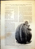 Old Antique Print Products California Huge Pumpkin Child Fits Inside 1904 20th