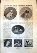 Old Mrs Neville Lyttons Pet Blenheims Kitty Tokimasa Maggie Lala 1904 20th