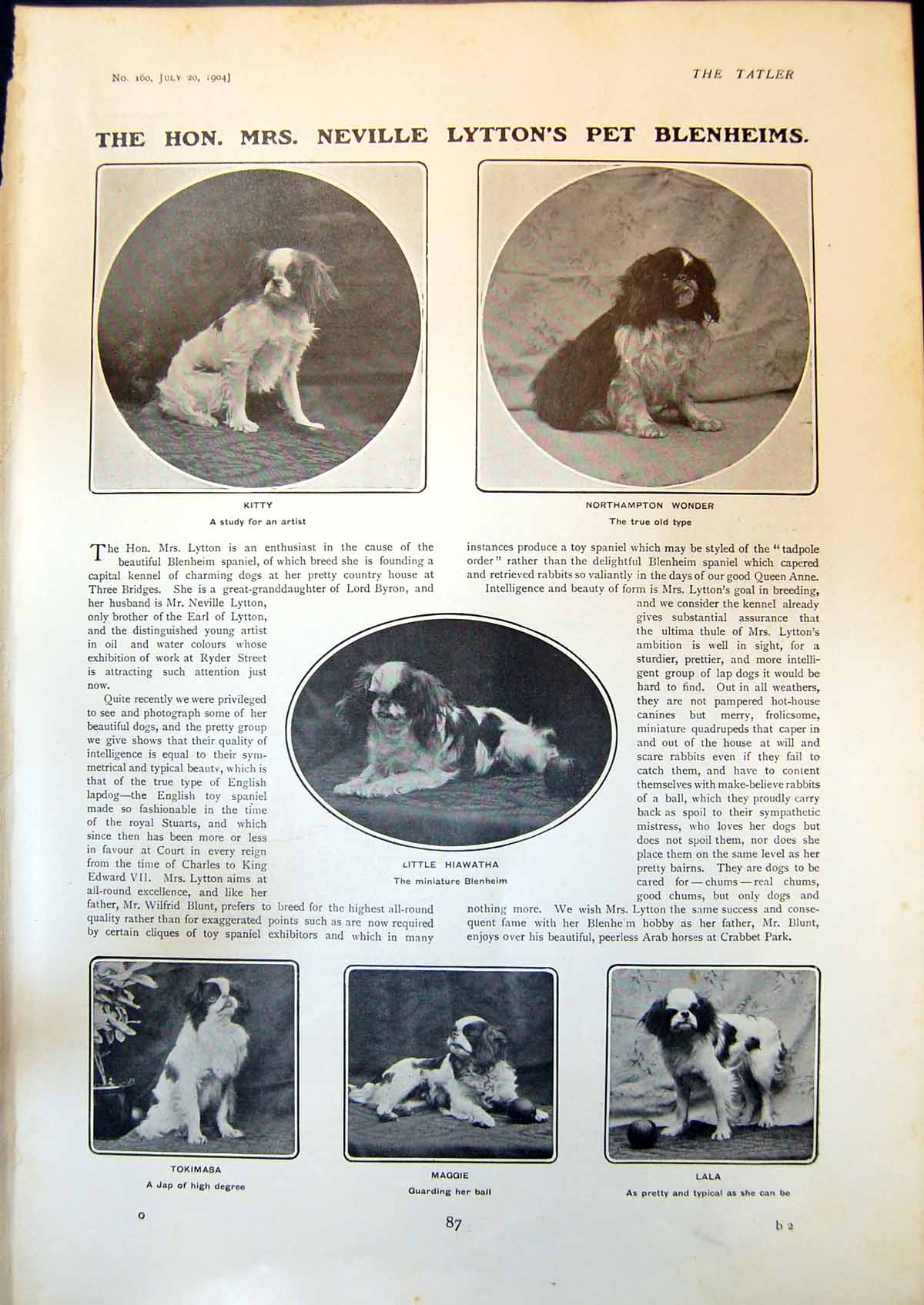 Old Mrs Neville Lyttons Pet Blenheims Kitty Tokimasa Maggie Lala 1904 20th